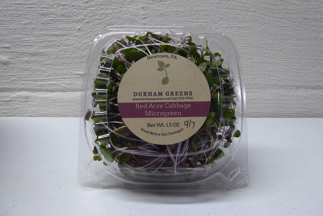 Red Acre Cabbage (Bok Choy) Microgreens - 1.5 oz