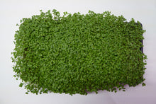 Load image into Gallery viewer, Broccoli Microgreens - 1.5 oz
