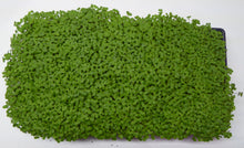 Load image into Gallery viewer, Durham Greens Kale 10x20 Tray
