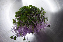 Load image into Gallery viewer, Red Acre Cabbage (Bok Choy) Microgreens - 1.5 oz
